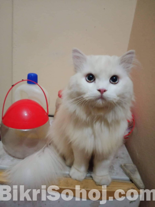 Persian adult male cat